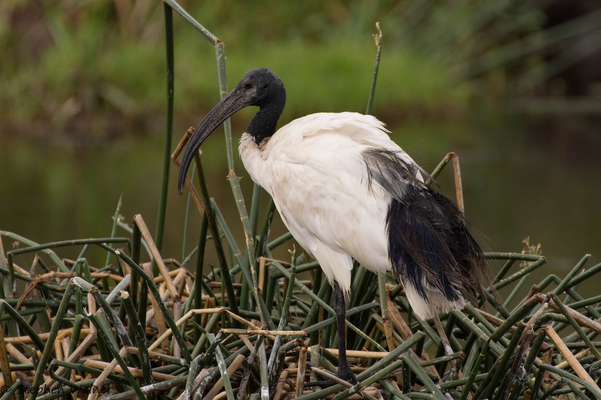 Ibis sakratua - ML22011431