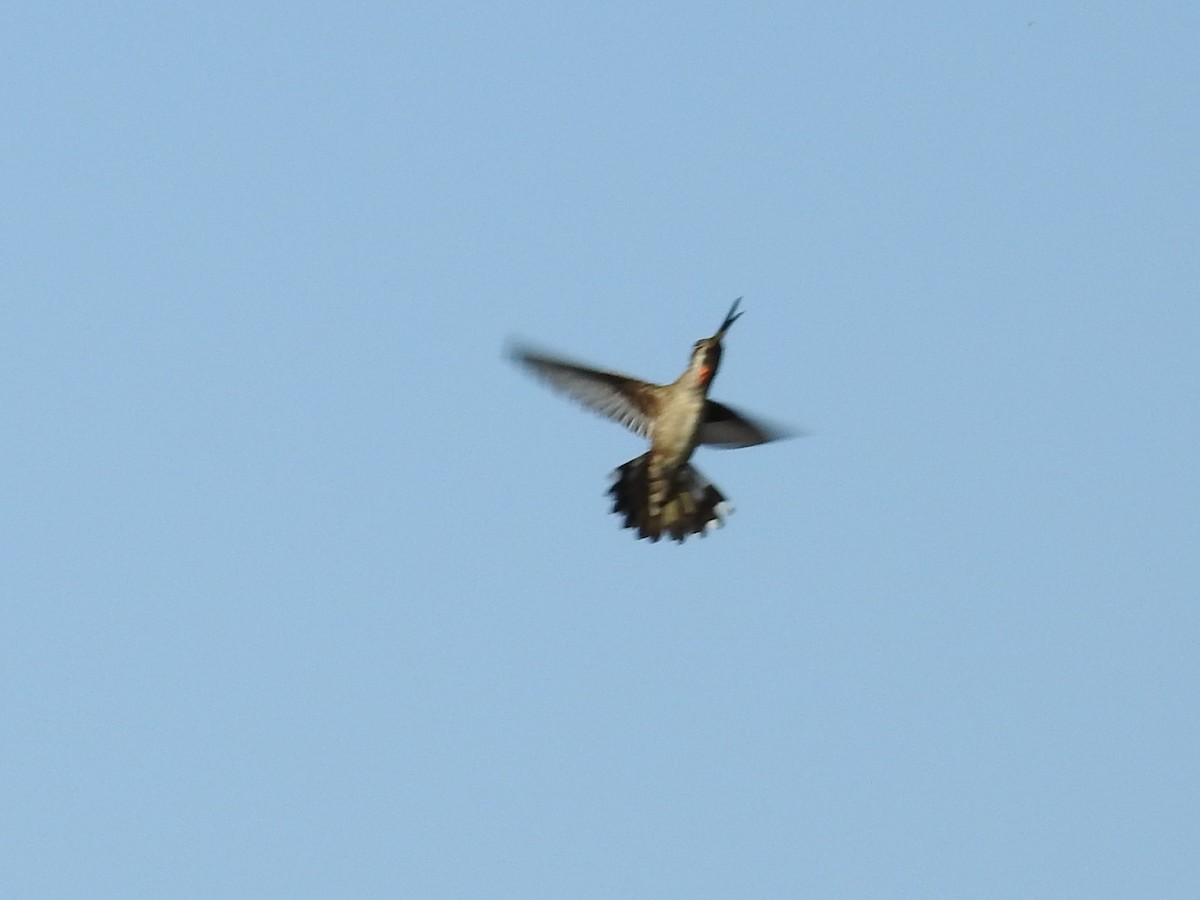 kolibřík achátový - ML220114581