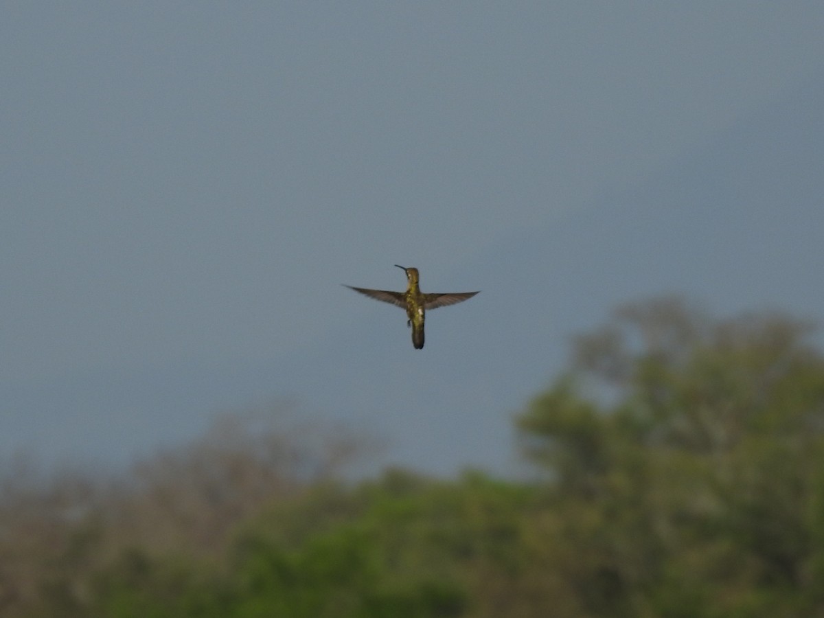 Plain-capped Starthroat - ML220114631