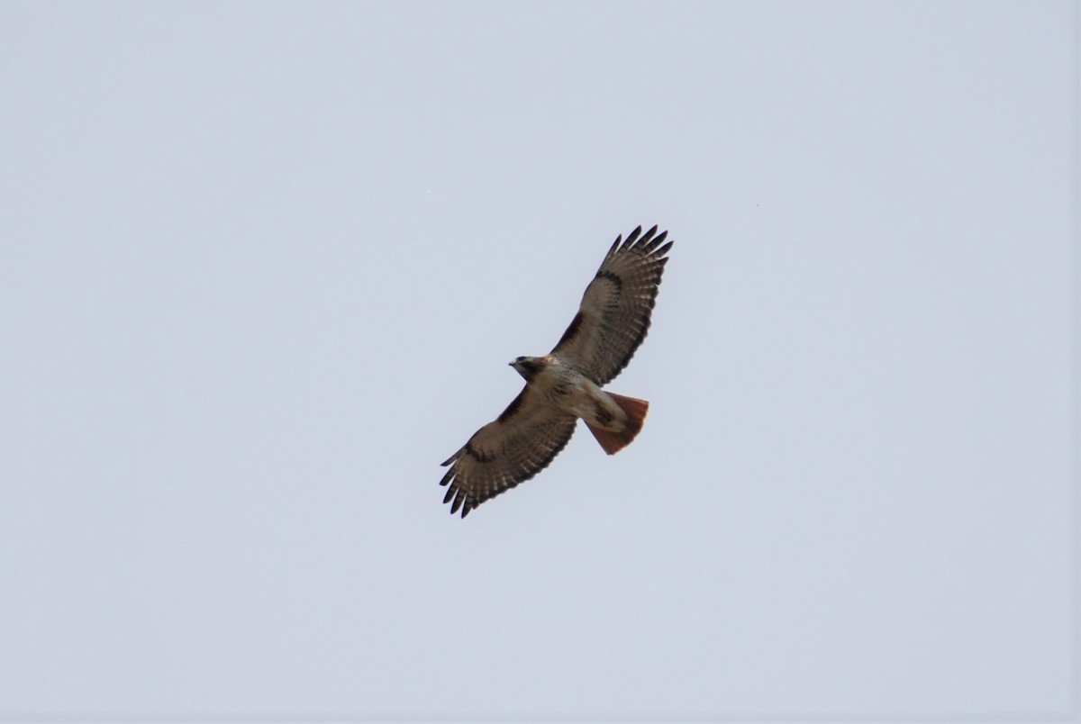 Red-tailed Hawk - Cinnamon Bergeron