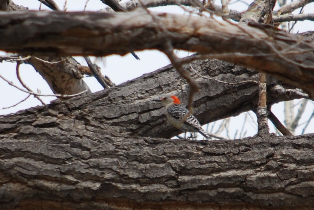 Red-bellied Woodpecker - Cinnamon Bergeron