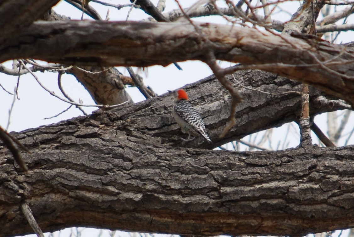 Red-bellied Woodpecker - Cinnamon Bergeron