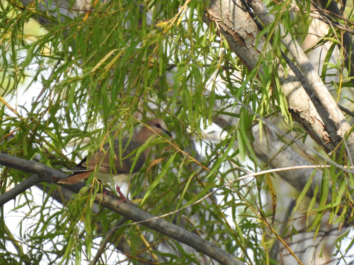 White-tipped Dove - Gabriel Cordón