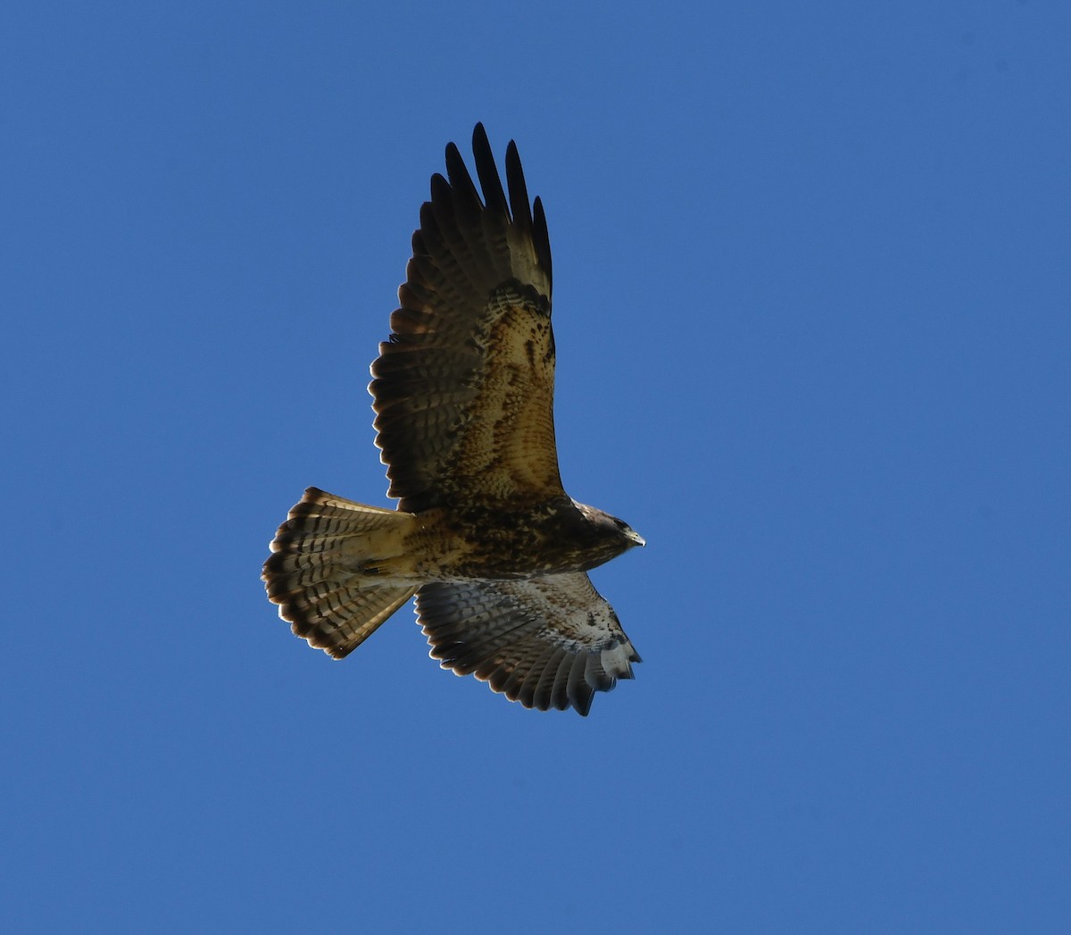 Swainson's Hawk - David Beaudette