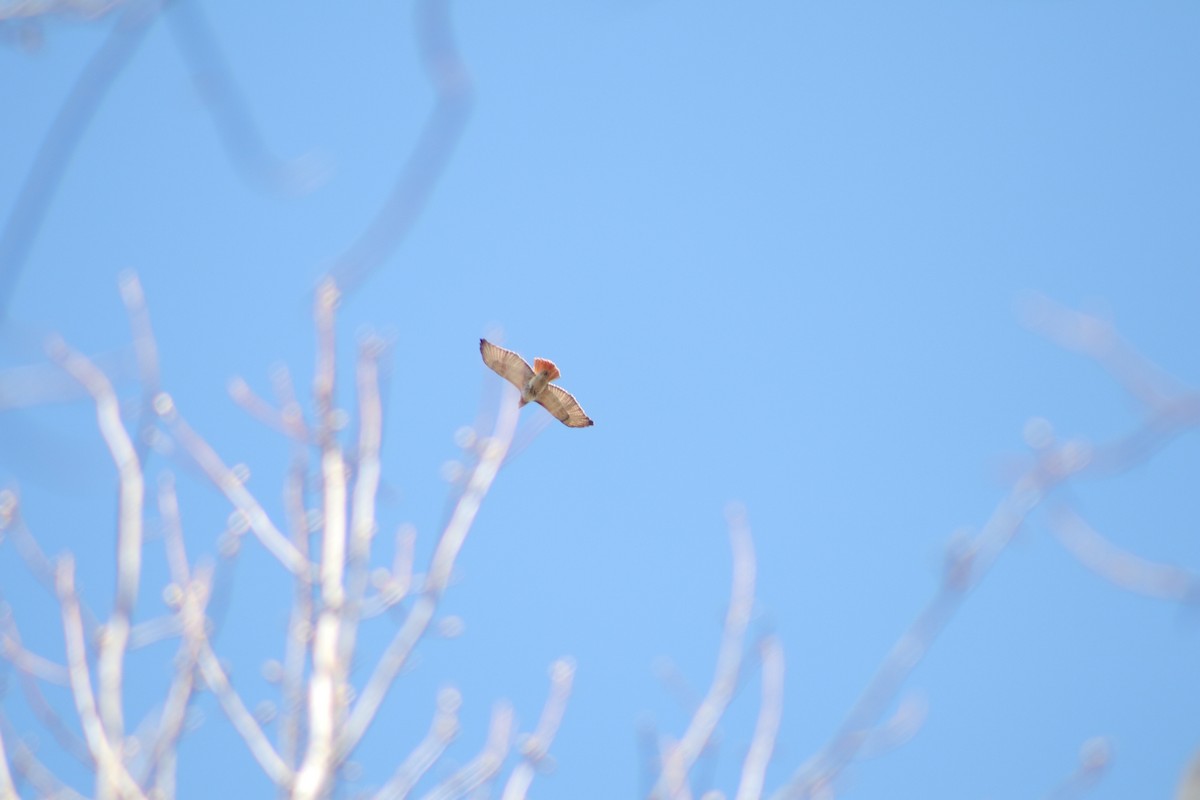 Red-tailed Hawk - ML220119161