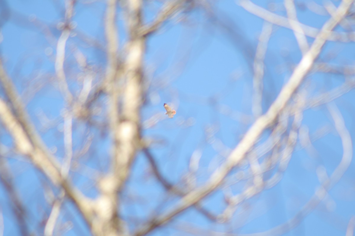 Red-tailed Hawk - ML220119181