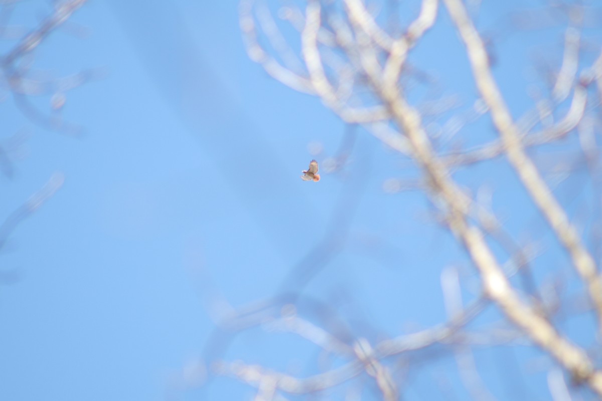 Red-tailed Hawk - ML220119241