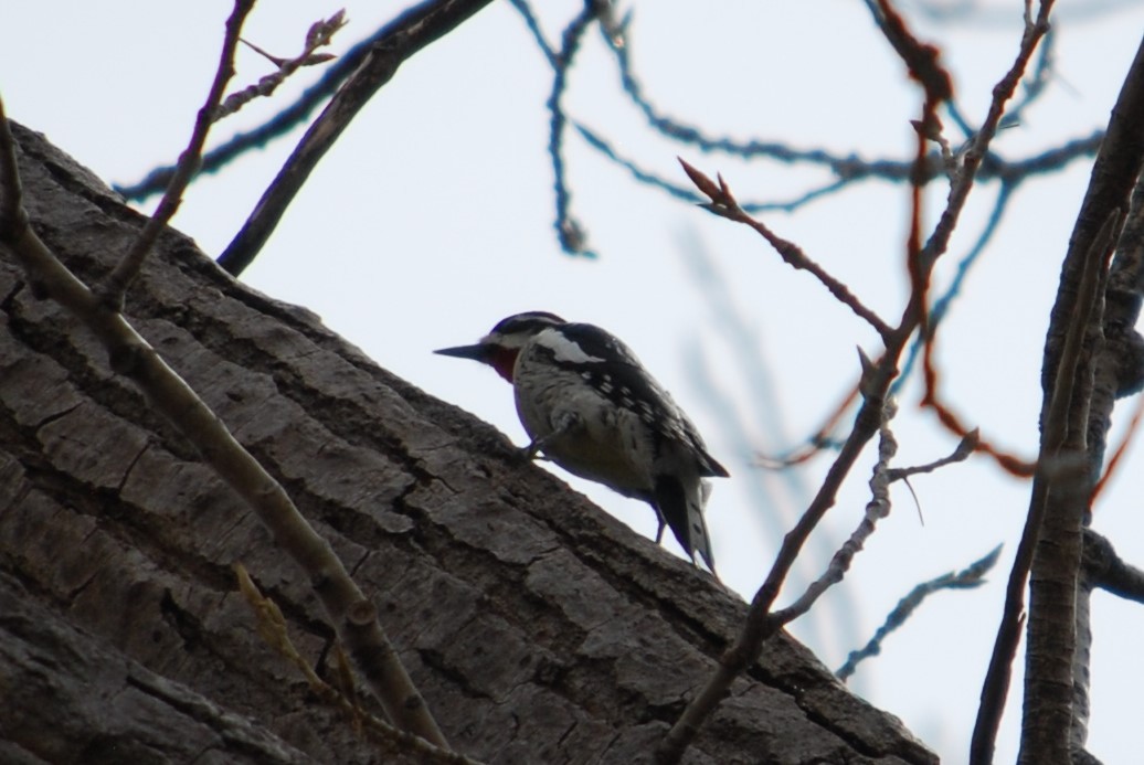 Red-naped Sapsucker - Cinnamon Bergeron