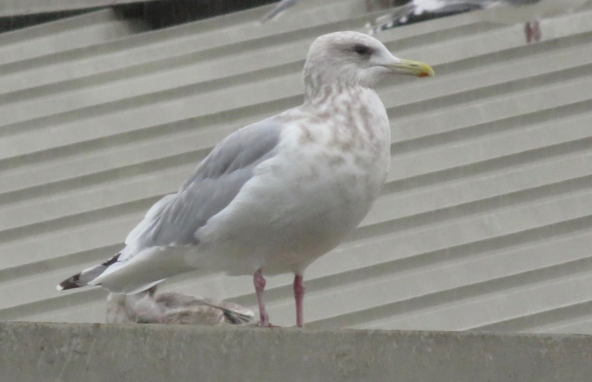 Iceland Gull (Thayer's) - ML22012351