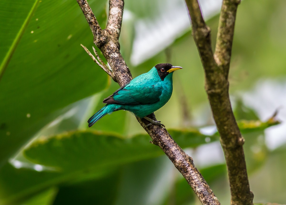 Green Honeycreeper - ML22012511