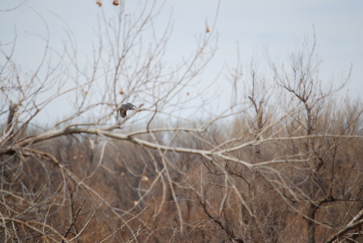 Cooper's Hawk - ML220125651