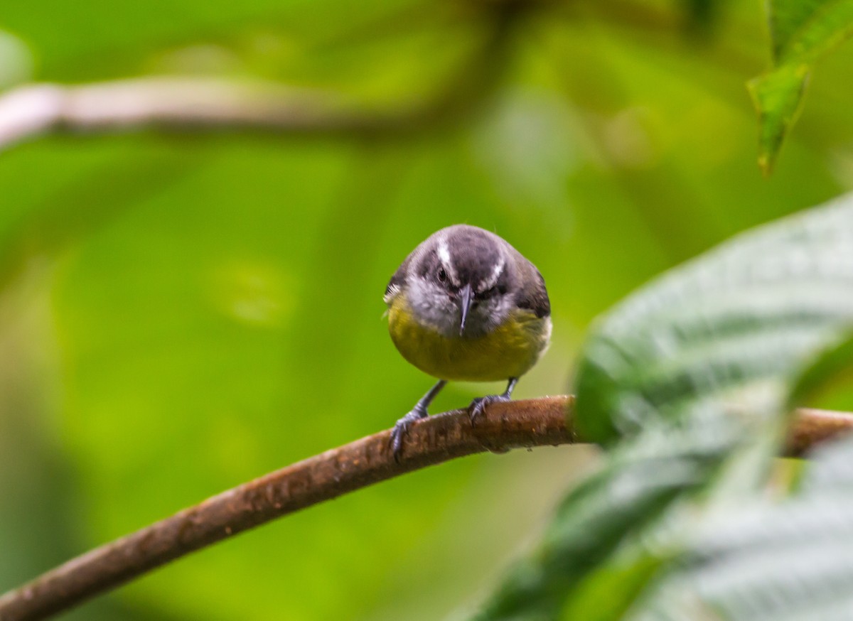 Bananaquit - ML22012591