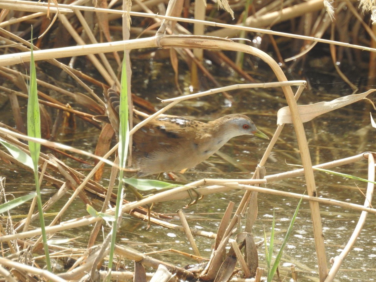 Little Crake - ML220126421