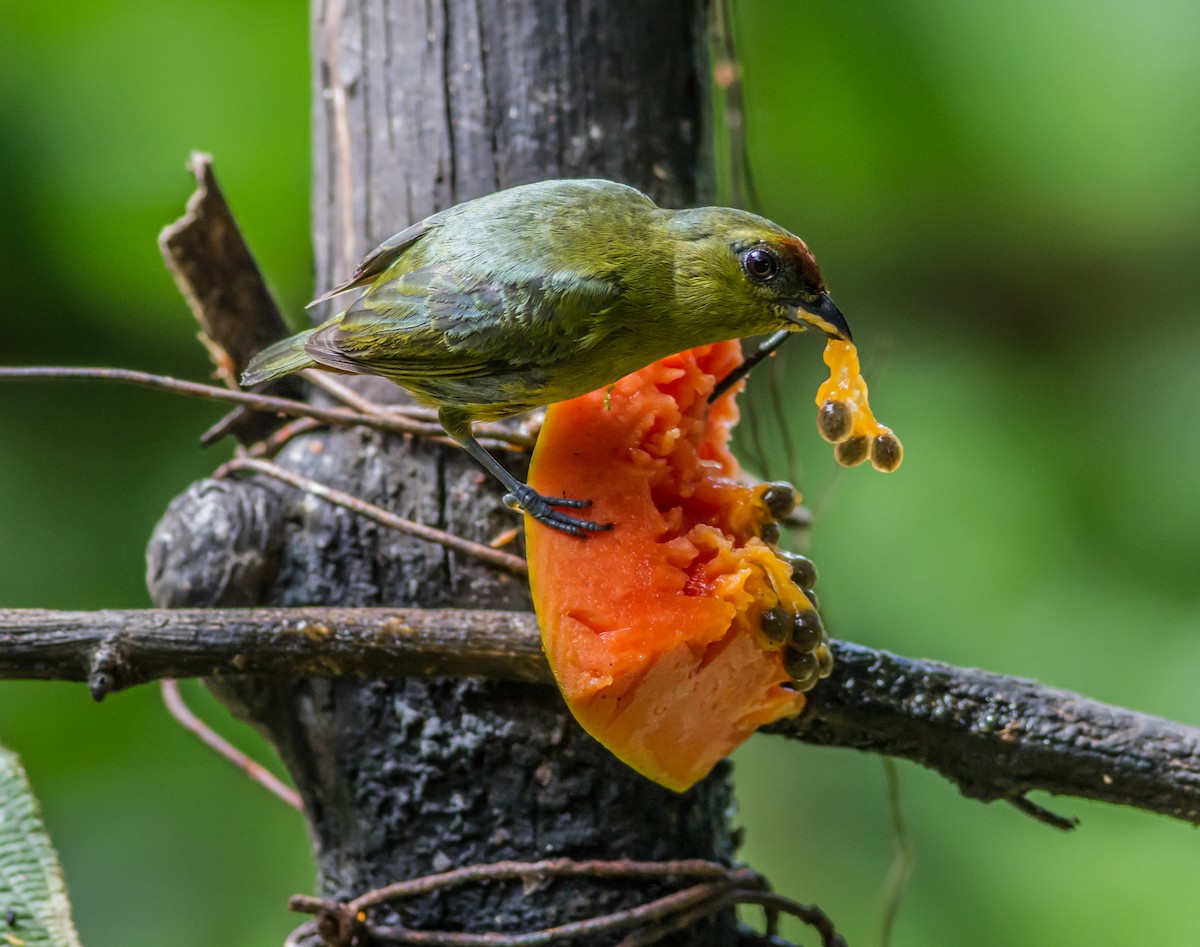 Olive-backed Euphonia - ML22012681