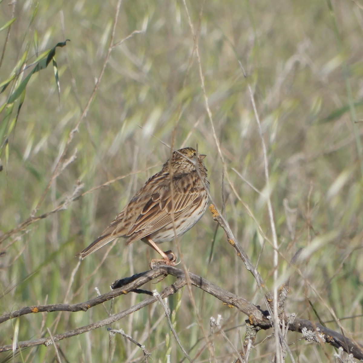 Savannah Sparrow - ML220126871