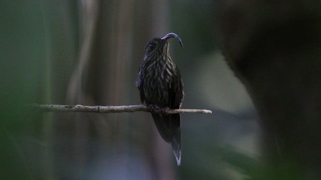 White-tipped Sicklebill - ML220127091