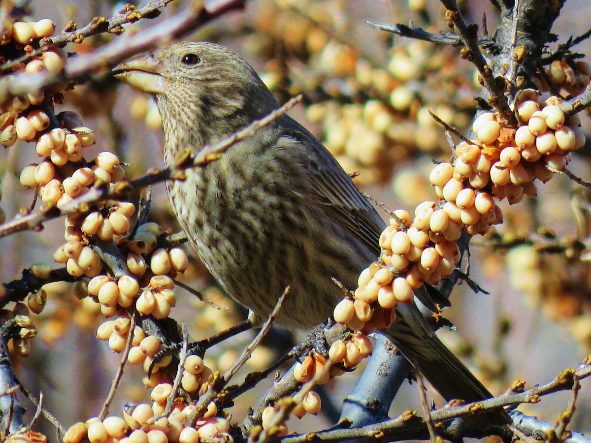 Great Rosefinch (Great) - ML220127121