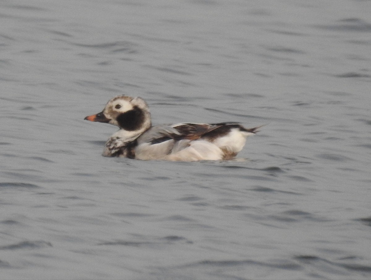 Long-tailed Duck - ML220127781