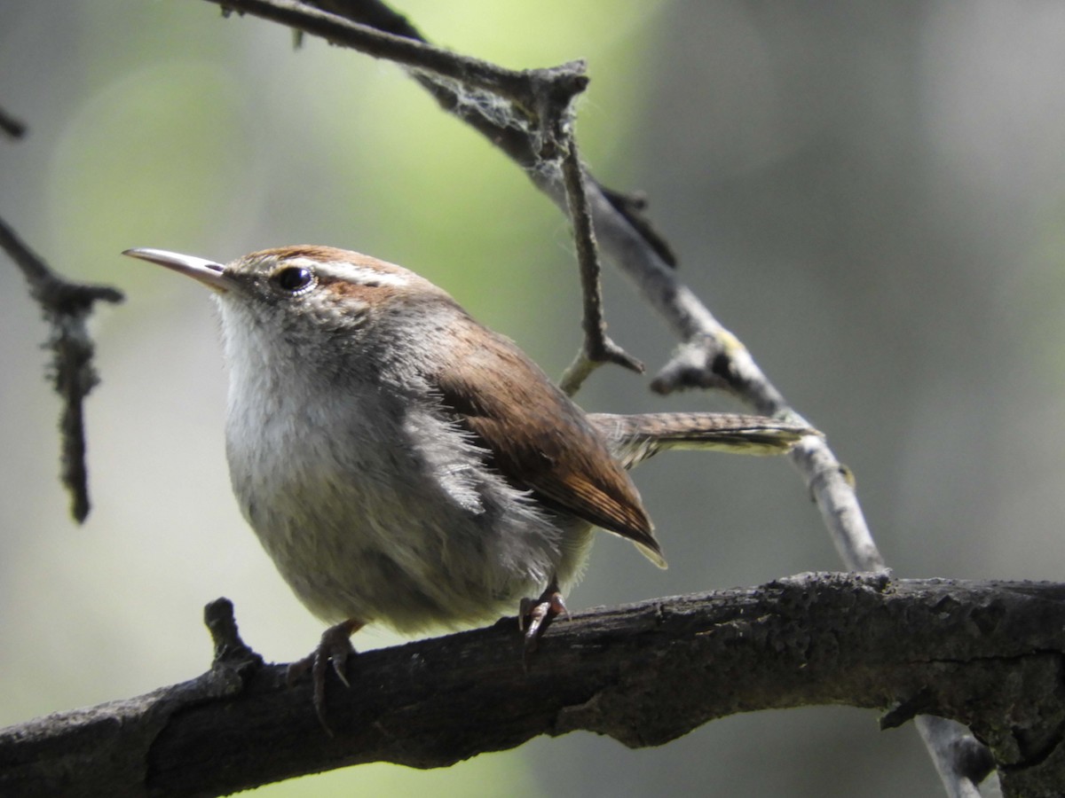 Bewick's Wren - ML220130221