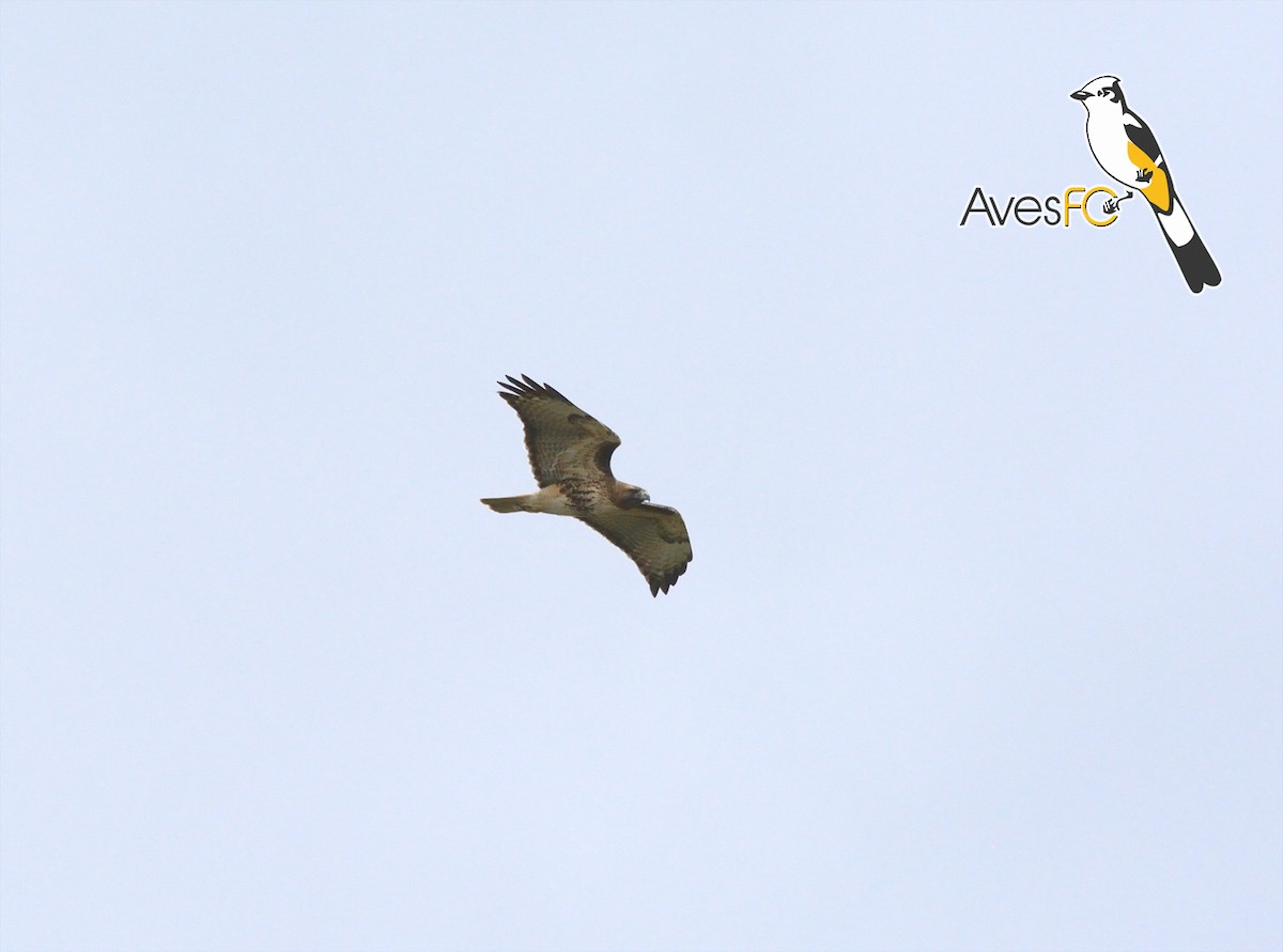 Red-tailed Hawk - Miguel Aguilar @birdnomad