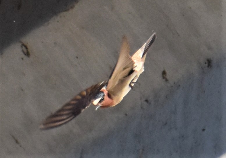 Cliff Swallow - ML220133631