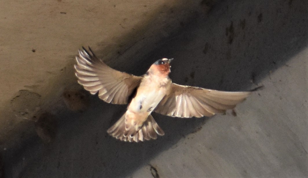 Cliff Swallow - ML220133641