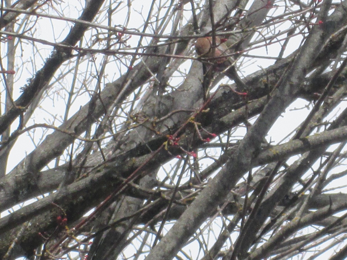 Gray-crowned Rosy-Finch (Hepburn's) - ML220133711
