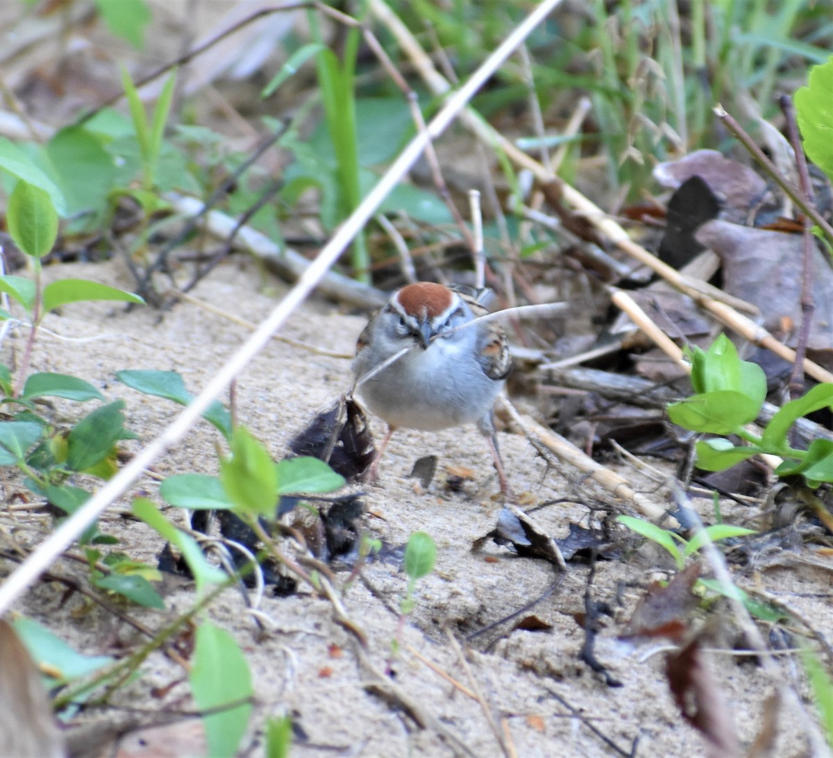 Chipping Sparrow - ML220133731