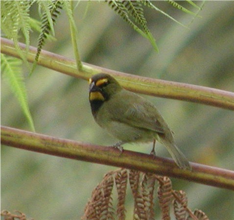 Yellow-faced Grassquit - ML220133791