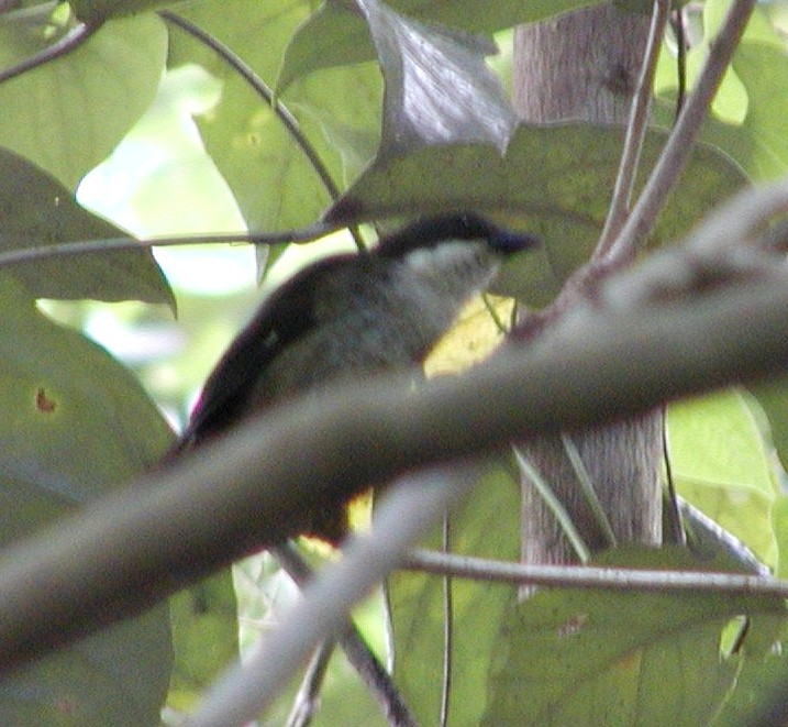 Puerto Rican Tanager - ML220134141