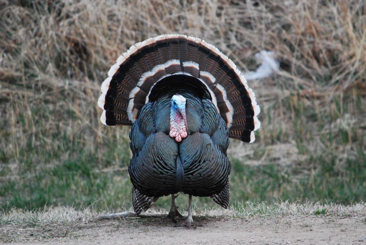 Wild Turkey - ML220136191