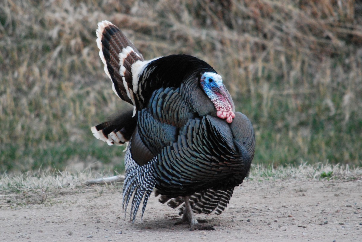 Wild Turkey - ML220136211