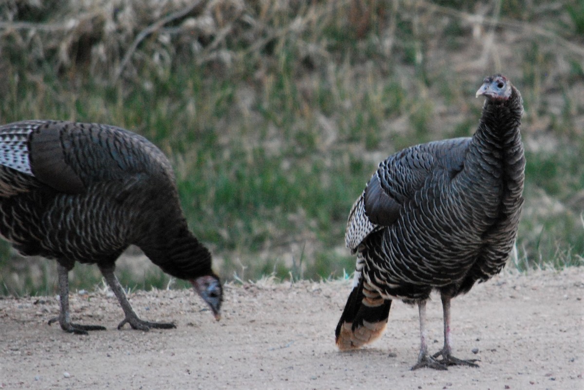 Wild Turkey - ML220136261