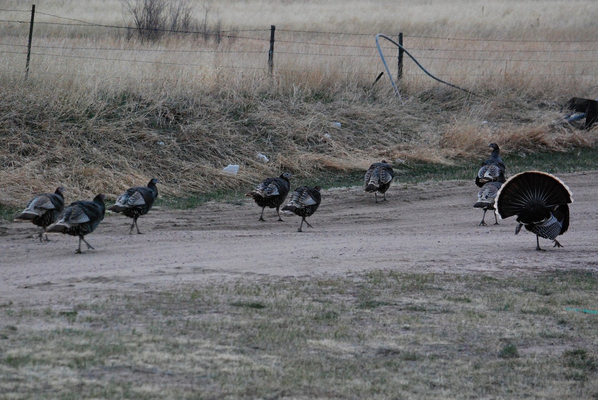 Wild Turkey - ML220136291