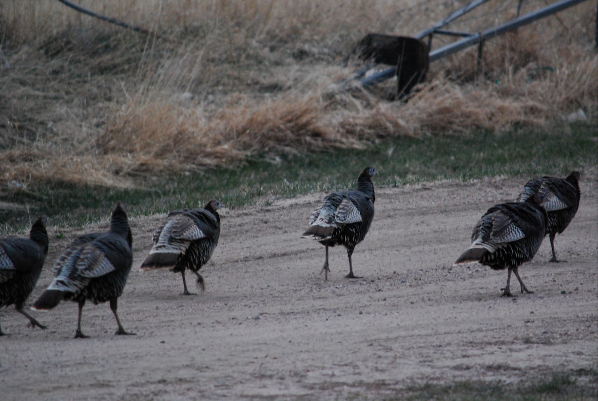 Wild Turkey - ML220136321