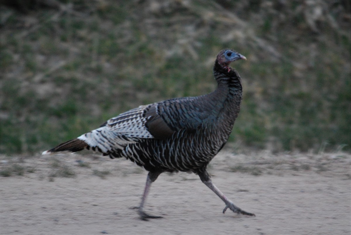 Wild Turkey - ML220136331