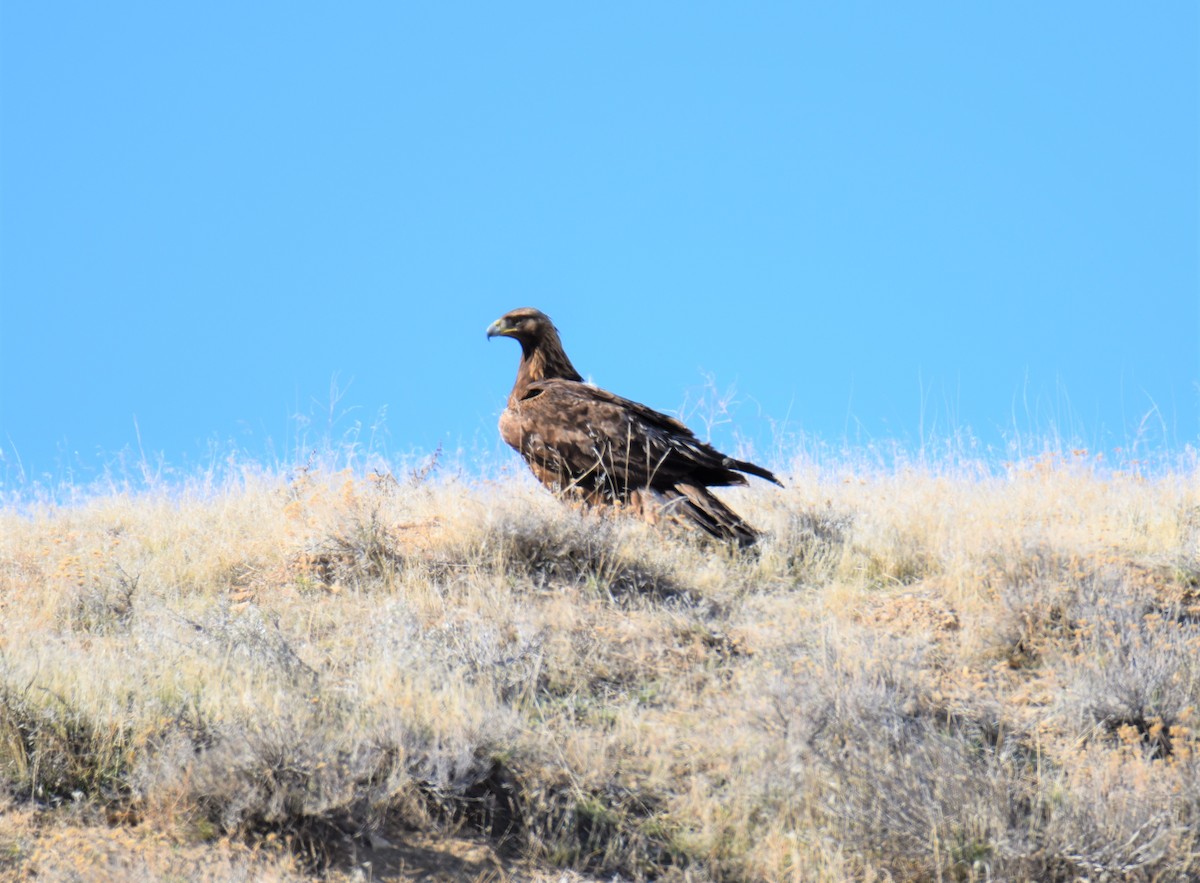 Golden Eagle - ML220137111