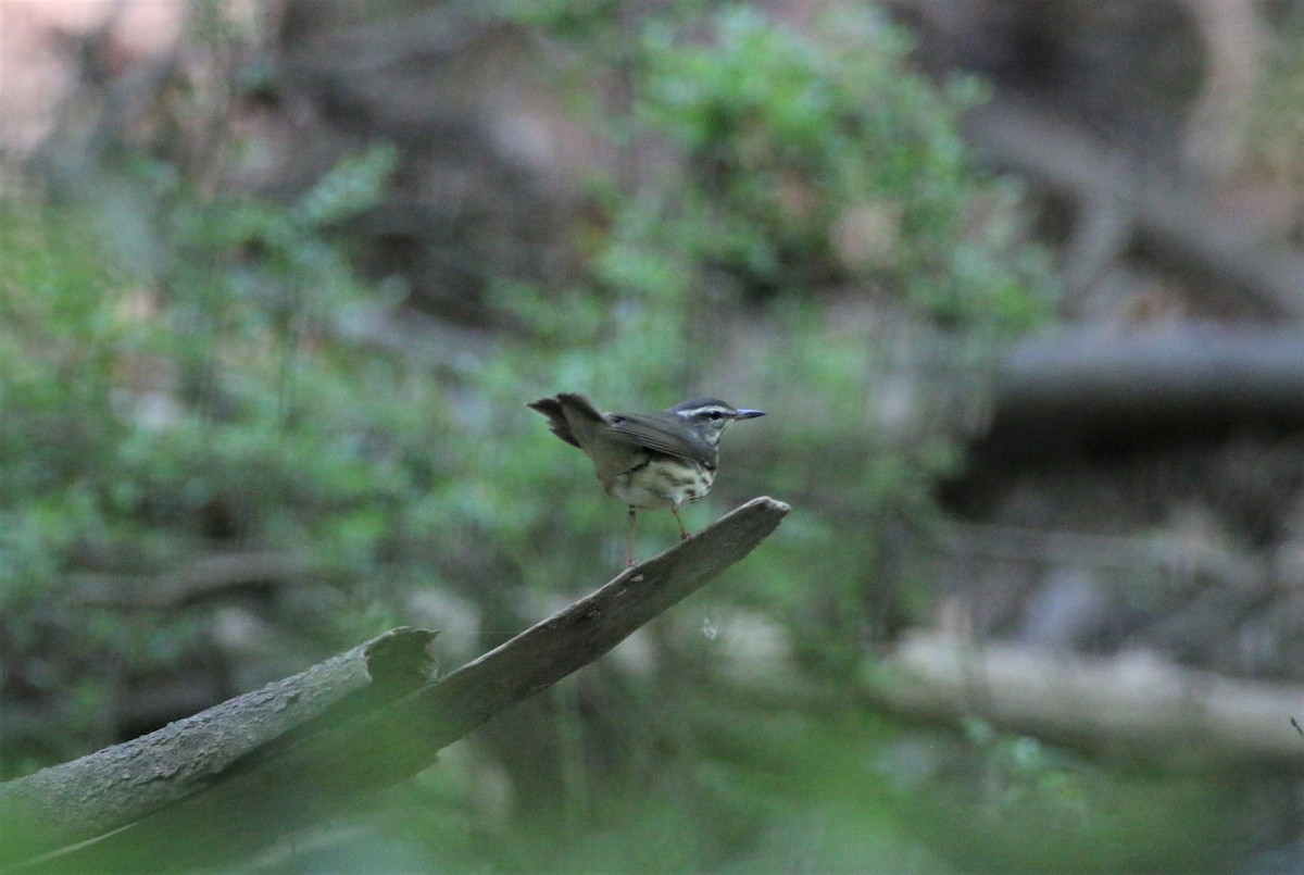 Louisiana Waterthrush - ML220137831