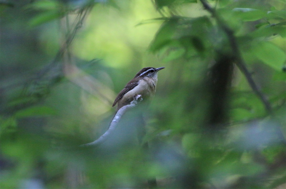 Carolina Wren - Anne Jacobs