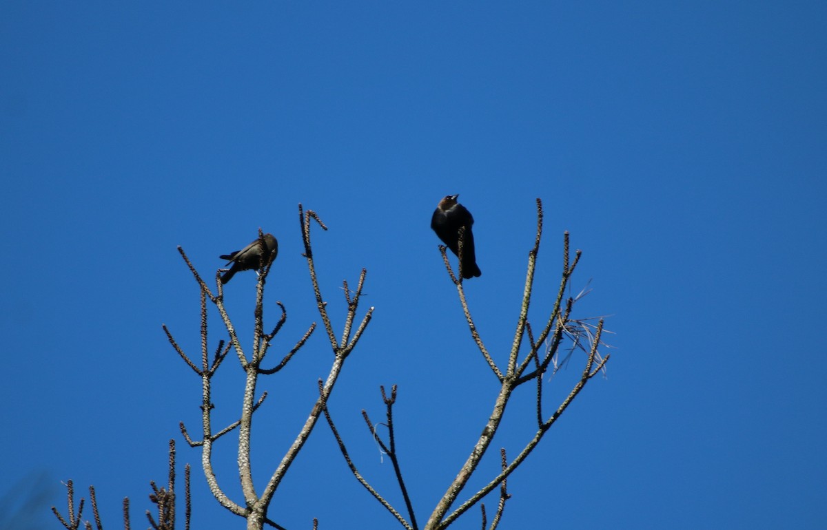 Brown-headed Cowbird - ML220138061