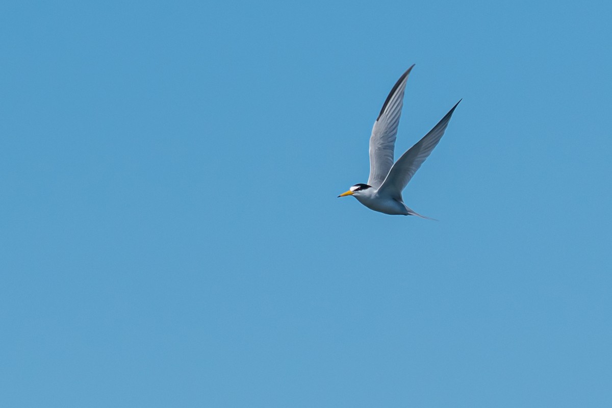 Least Tern - ML220138291