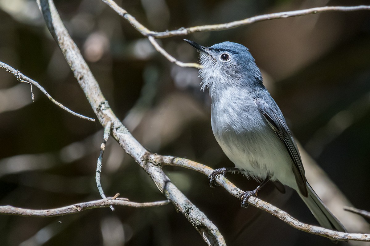 Blue-gray Gnatcatcher - ML220138501