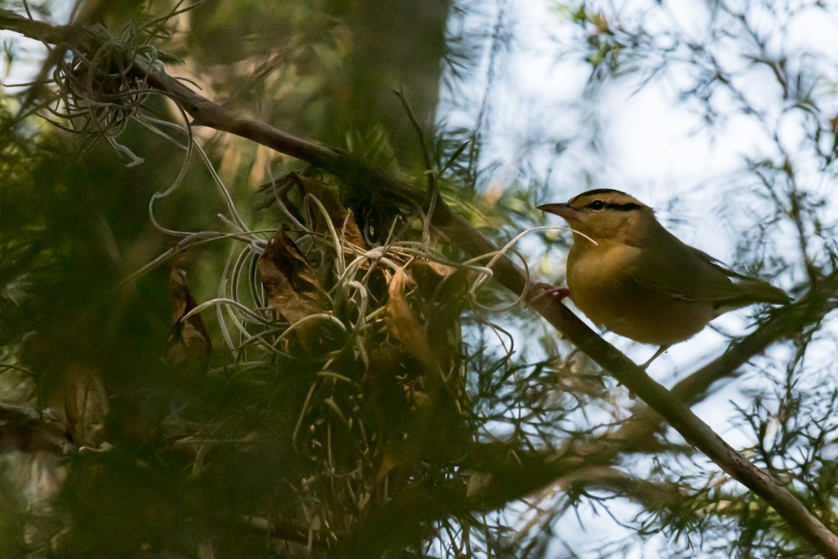 Paruline vermivore - ML220138561