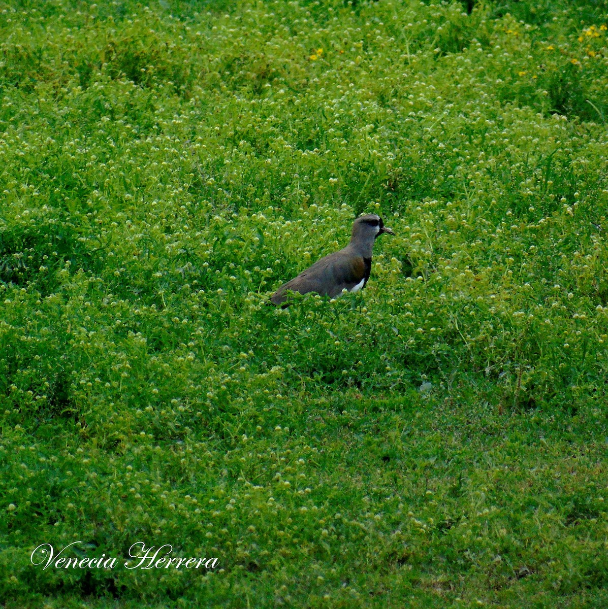 Southern Lapwing - ML220138581