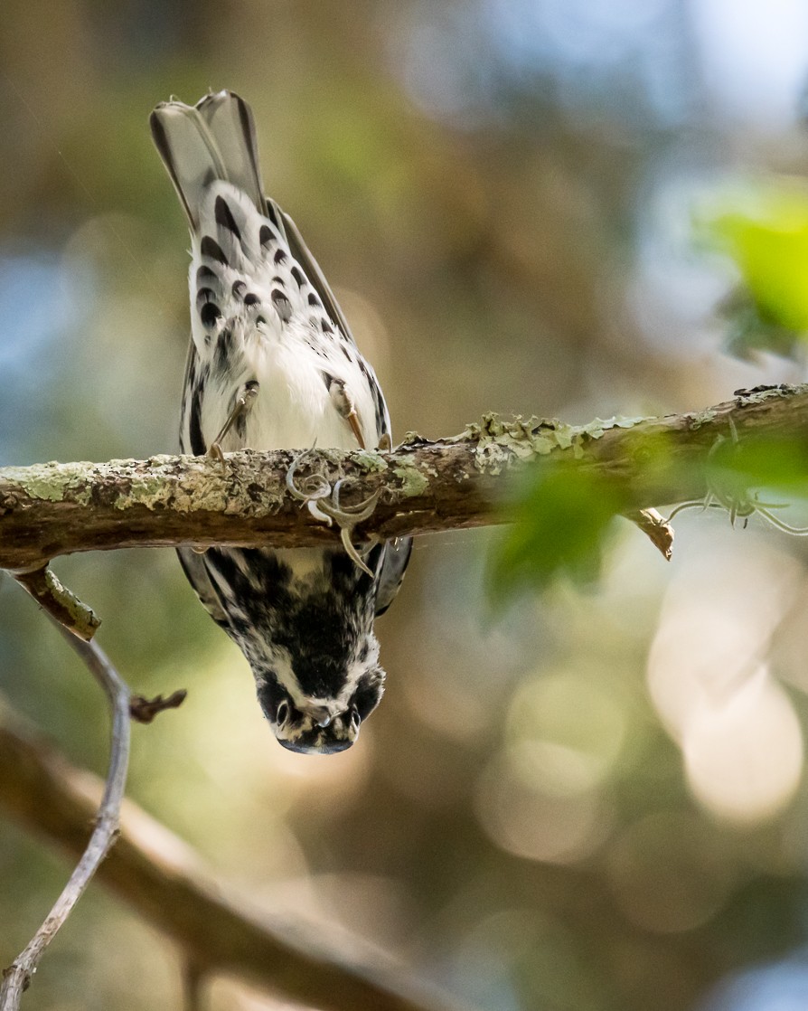 Paruline noir et blanc - ML220138601