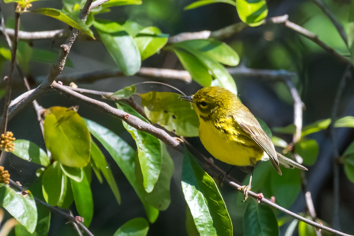 Prairie Warbler - ML220138611