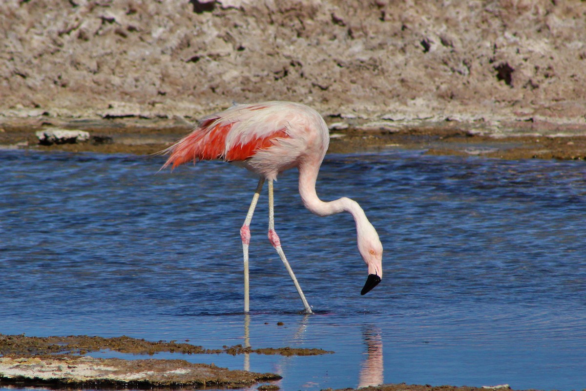 Chilean Flamingo - ML22013891
