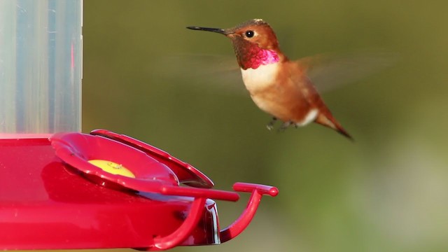 Rufous Hummingbird - ML220139041