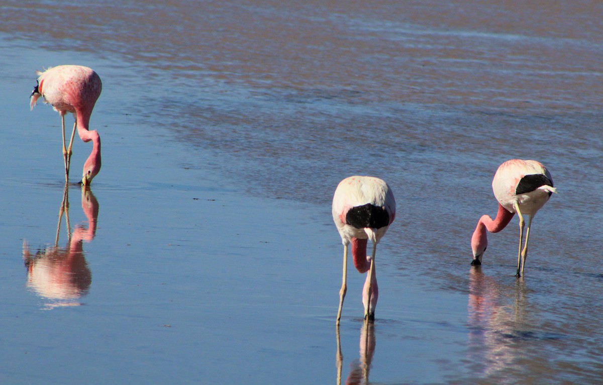 Andean Flamingo - ML22013931