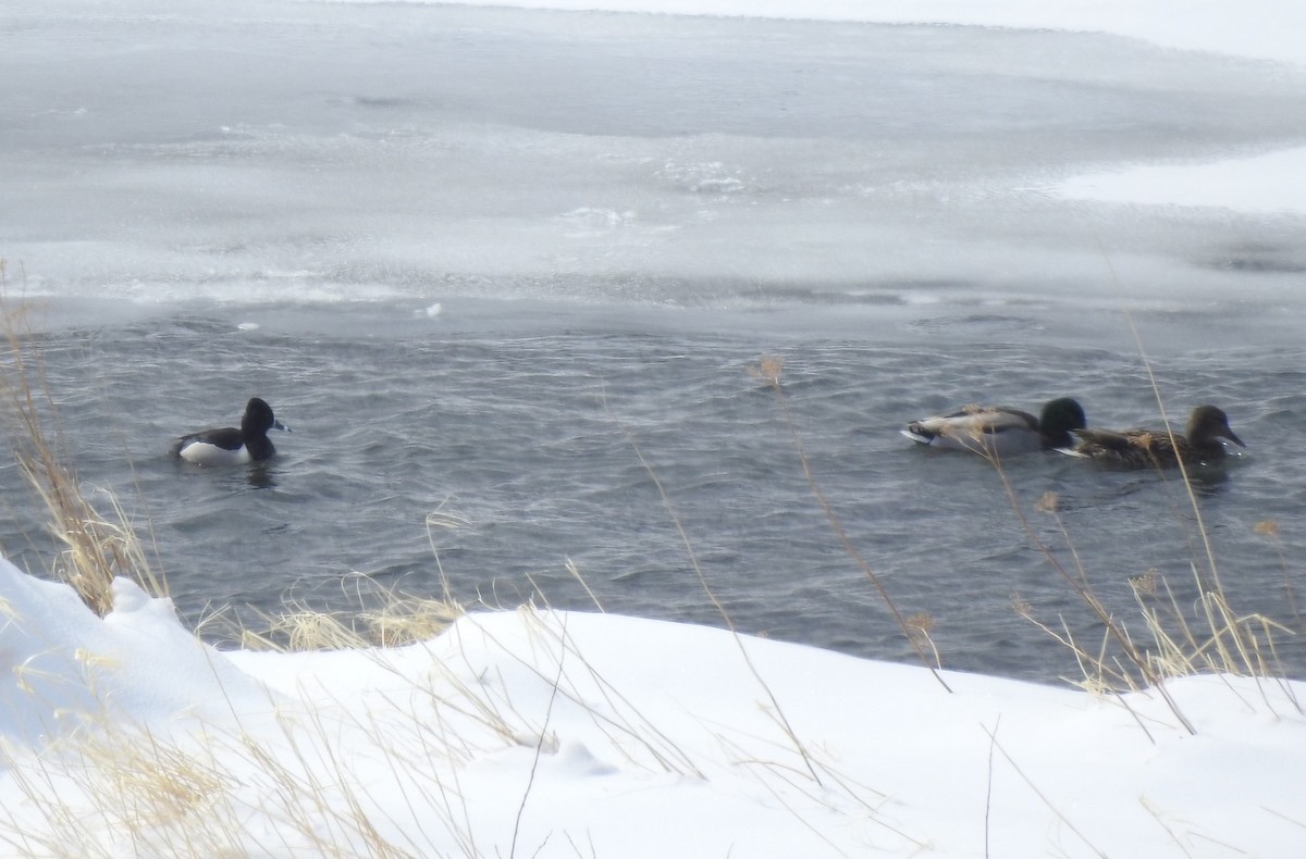 Ring-necked Duck - ML220139591